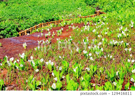 Tsugaike Nature Park in June Tsugaike Nature Park in spring Nature of Shinshu Scenery of Shinshu Tsugaike Nature Park in June Tsugaike Nature Park in spring Nature of Shinshu Scenery of Shinshu 129416811