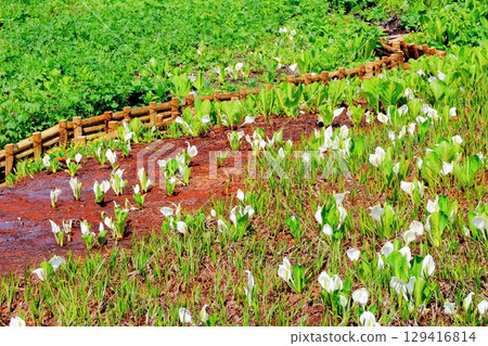 六月的栂池自然公園 春季的梔池自然公園 信州的自然風光 信州的風景 129416814
