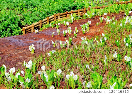 六月的栂池自然公園 春季的梔池自然公園 信州的自然風光 信州的風景 129416815