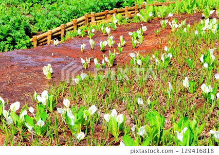 Tsugaike Nature Park in June Tsugaike Nature Park in spring Nature of Shinshu Scenery of Shinshu 129416818