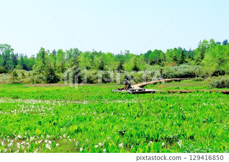 六月的栂池自然公園 春季的梔池自然公園 信州的自然風光 信州的風景 129416850