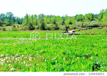 六月的栂池自然公園 春季的梔池自然公園 信州的自然風光 信州的風景 129416851
