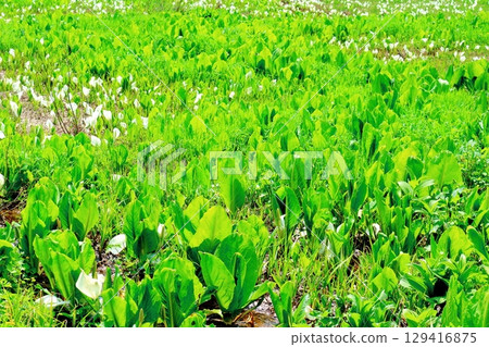 六月的栂池自然公園 春季的梔池自然公園 信州的自然風光 信州的風景 129416875