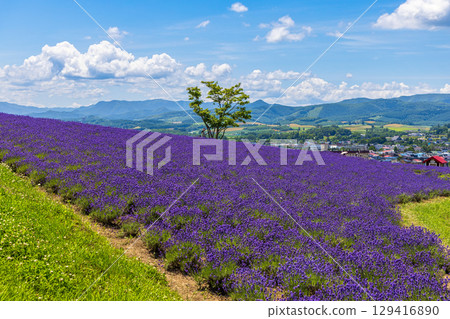 日之出公園展望台（北海道，7月） 129416890