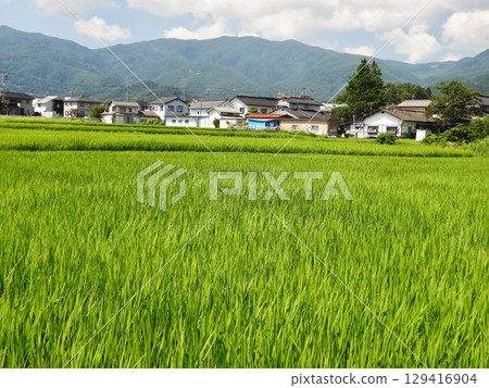 夏季稻田和住宅區的房屋 129416904