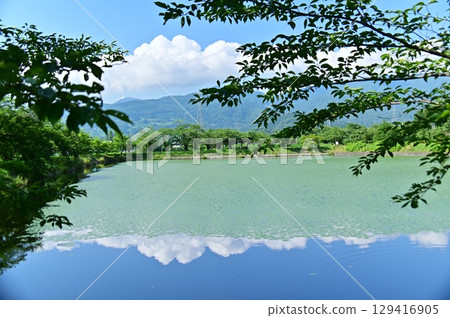 夏日天空倒映在長滿鑽石般水生植物的池塘中 129416905