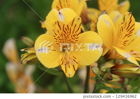 Astromeria Zerubu Hill (Biei, Hokkaido) 129416962