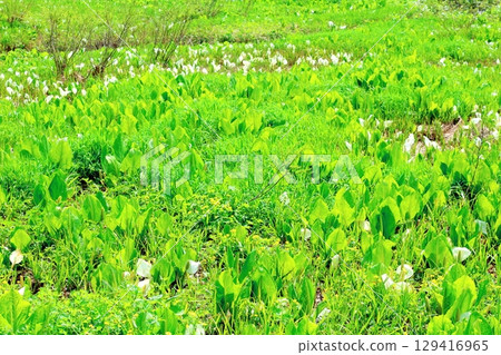 Tsugaike Nature Park in June Tsugaike Nature Park in spring Nature of Shinshu Scenery of Shinshu 129416965
