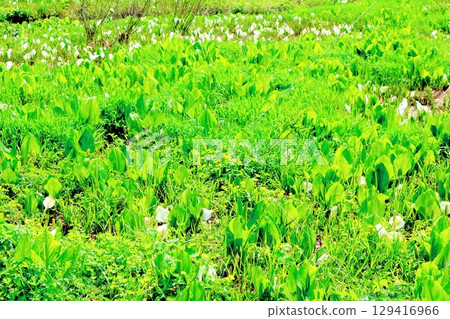 Tsugaike Nature Park in June Tsugaike Nature Park in spring Nature of Shinshu Scenery of Shinshu 129416966