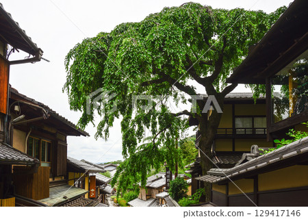 三寧坂、曙亭、鮮綠線櫻花 三寧坂、曙亭、鮮綠線櫻花 129417146