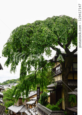 三寧坂、曙亭、鮮綠線櫻花 三寧坂、曙亭、鮮綠線櫻花 129417147