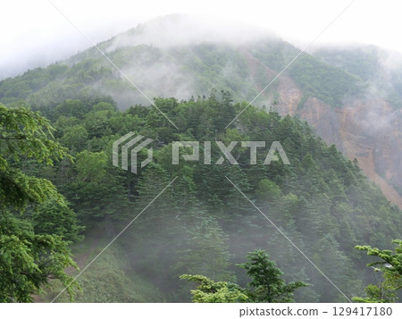 金星嶺附近的維奇冷杉森林 金星嶺附近的維奇冷杉森林 129417180