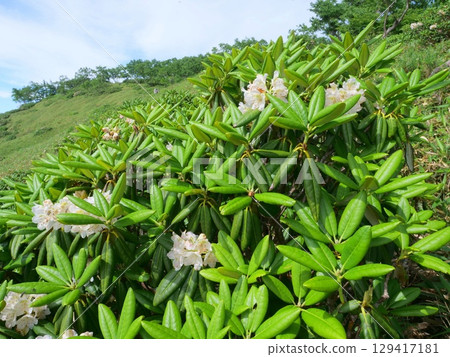 杜鵑花和五色山的山脊線 129417181