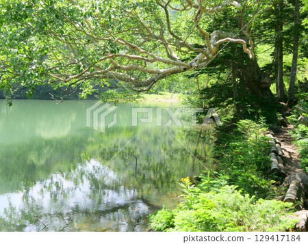 米達蓋克湖畔的湖濱小徑與二疊紀白樺樹 米達蓋克湖畔的湖濱小徑與二疊紀白樺樹 129417184