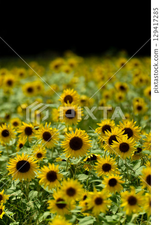 盛開的向日葵和黑色背景 129417285