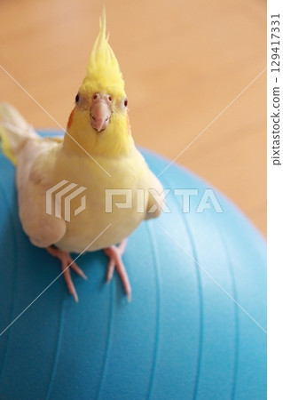 玄鳳鸚鵡被放生 玄鳳鸚鵡被放生 129417331