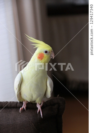 Cockatiels being released Cockatiels being released 129417340