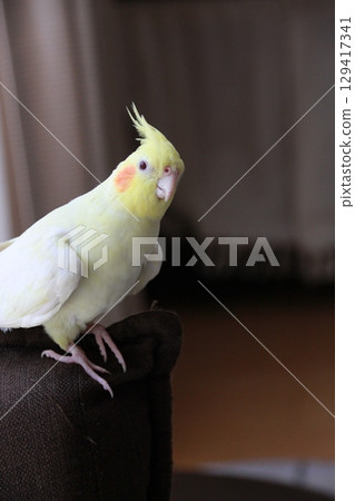 Cockatiels being released Cockatiels being released 129417341