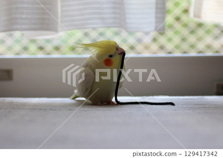 Cockatiels being released Cockatiels being released 129417342
