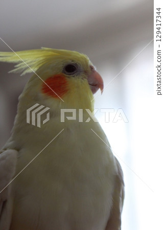 Cockatiels being released Cockatiels being released 129417344