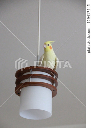 Cockatiels being released Cockatiels being released 129417345