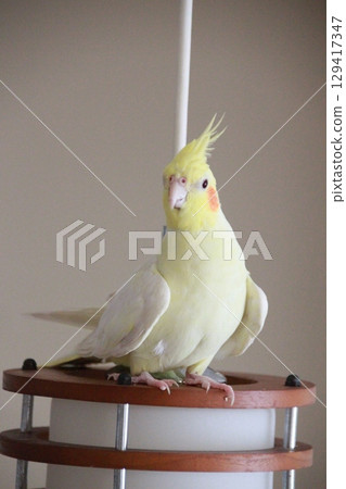 Cockatiels being released Cockatiels being released 129417347