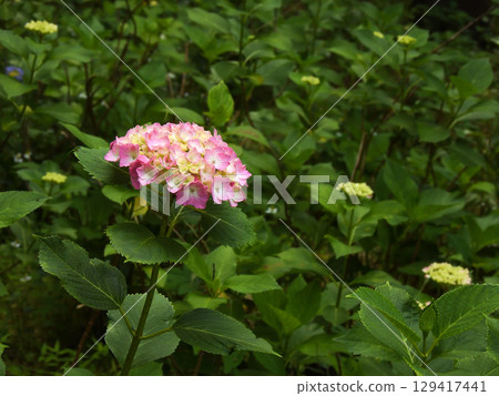 Chikuin Hydrangea Garden 129417441