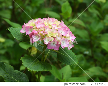 Chikuin繡球花園 129417442
