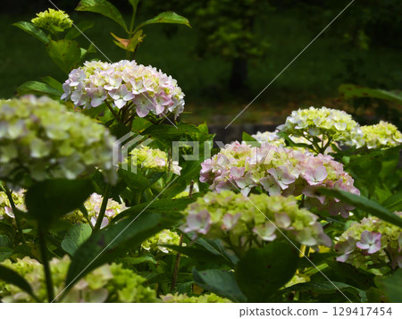 Chikuin Hydrangea Garden Chikuin Hydrangea Garden 129417454