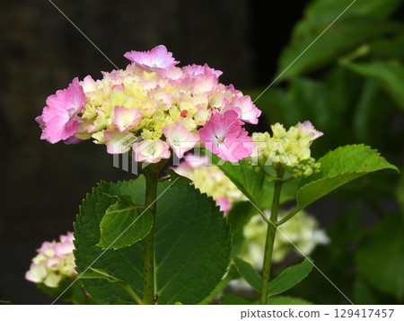 Chikuin Hydrangea Garden 129417457