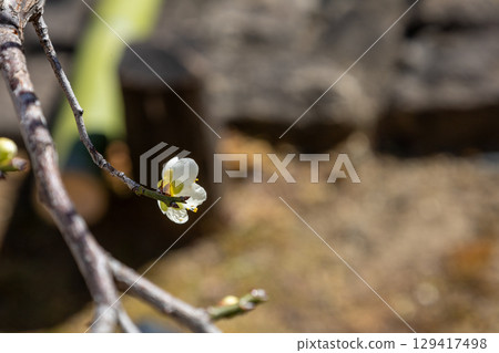 white plum blossom 129417498