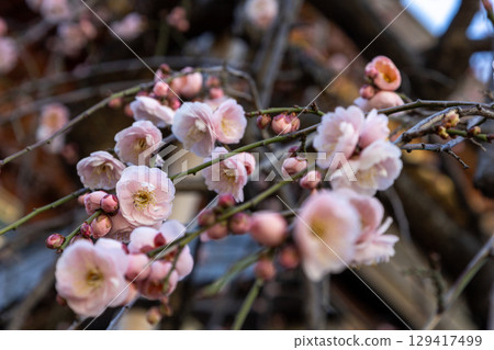Plum blossoms starting to bloom Plum blossoms starting to bloom 129417499