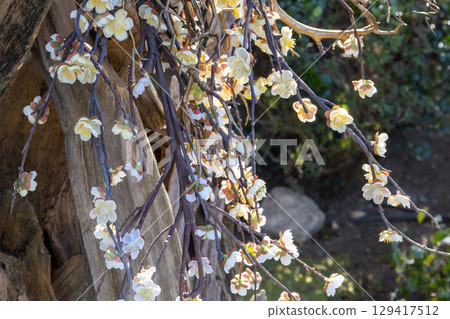Pretty white plum blossom Pretty white plum blossom 129417512