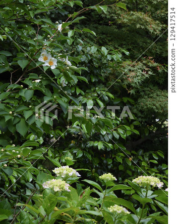 智積院：夏季山茶花與繡球花 129417514