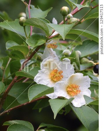 Chisakuin Natsume 129417515