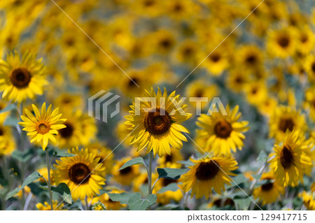 Summer light pouring into a sunflower field 129417715