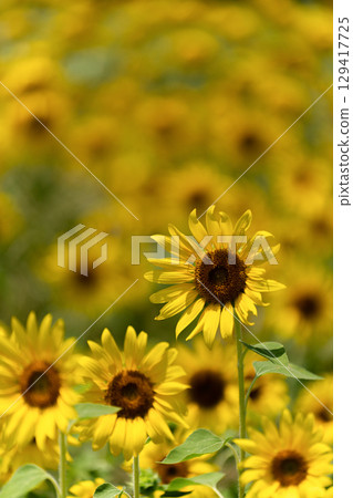 Summer light pouring into a sunflower field 129417725