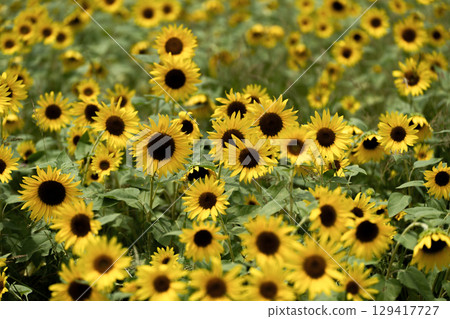 夏日陽光傾瀉在向日葵田裡 129417727