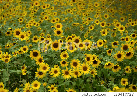 夏日陽光傾瀉在向日葵田裡 129417728