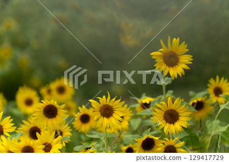 夏日陽光傾瀉在向日葵田裡 129417729