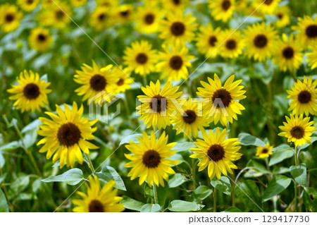 夏日陽光傾瀉在向日葵田裡 129417730