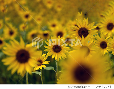 夏日陽光傾瀉在向日葵田裡 129417731