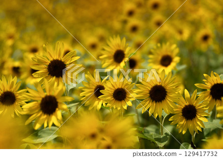 Summer light pouring into a sunflower field Summer light pouring into a sunflower field 129417732
