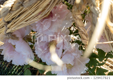 冬牡丹在冬季牡丹園綻放 129417821