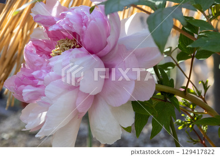 冬季花壇裡盛開的粉紅冬牡丹 129417822