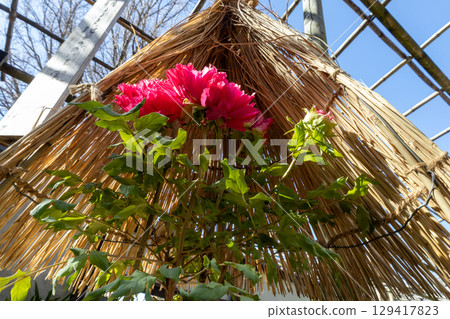 紅色冬天牡丹 紅色冬天牡丹 129417823