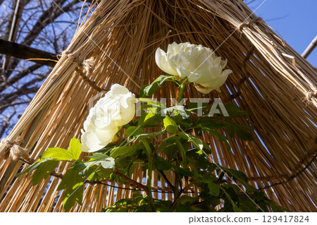 白色的冬牡丹在藍色的冬日天空中格外醒目 129417824