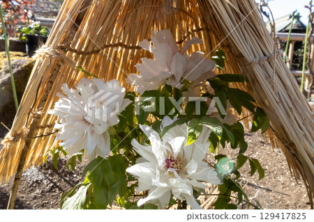 冬季花壇裡盛開的白色冬牡丹 129417825