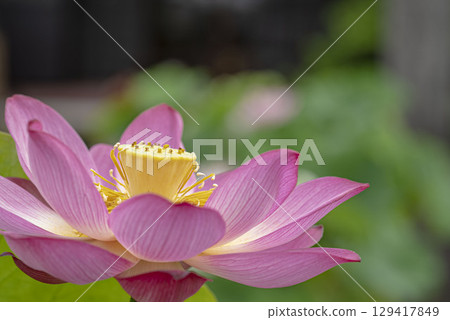 Lotus flower  129417849
