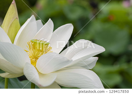 Lotus flower  129417850
